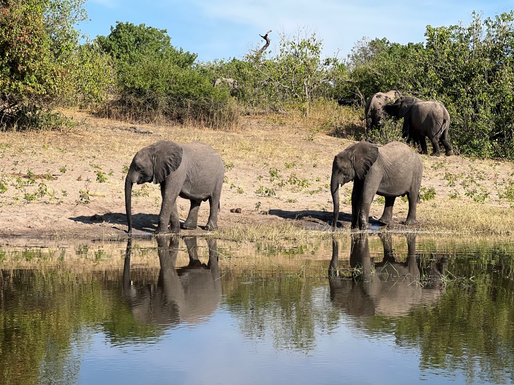 o familie de elefanti pe marginea raului