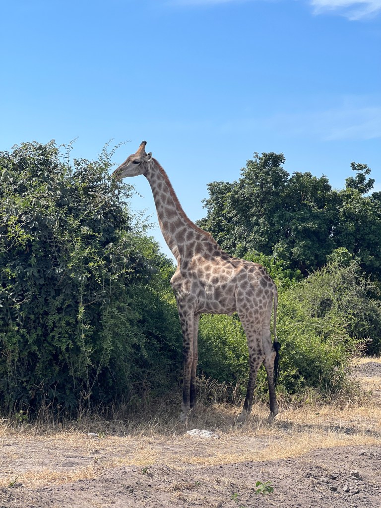 girafa in safari, africa