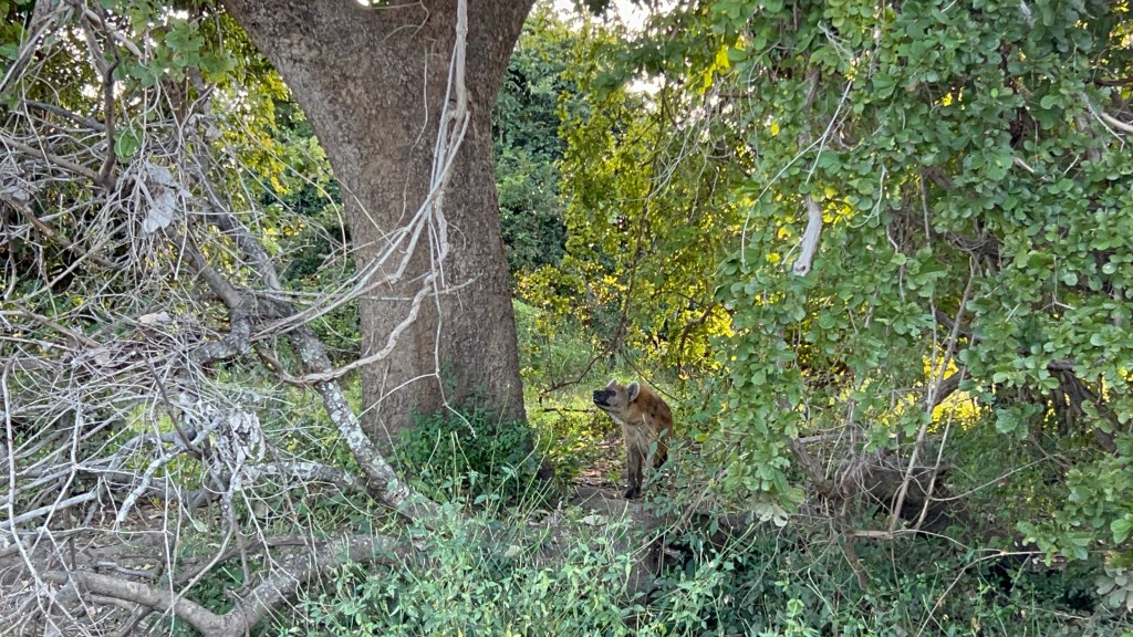 hiena care da tarcoale 