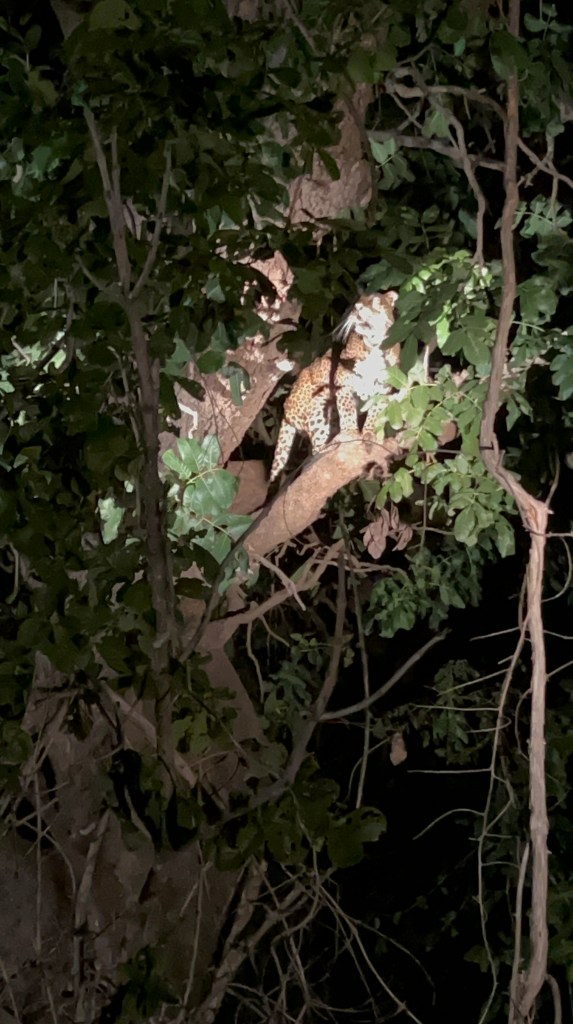 leopard impunand respect in zambia, south luangwa