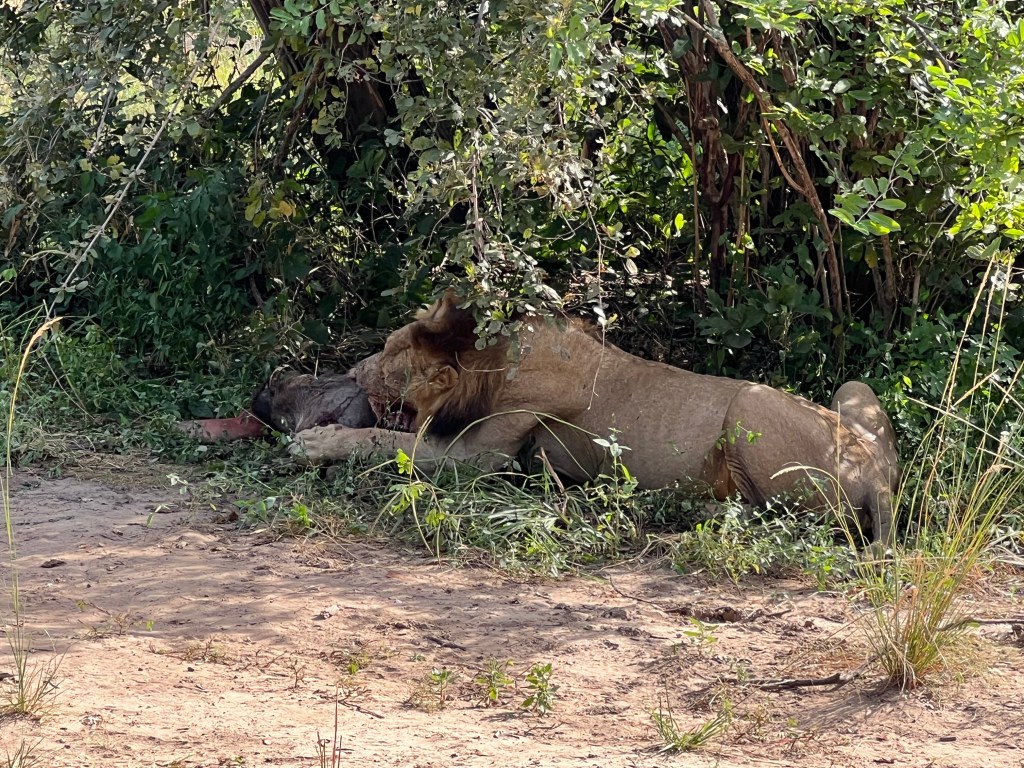 leu savurand prada in africa